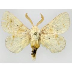 /filer/webapps/moths/media/images/D/decora_Eucraera_AM_ZSM.jpg