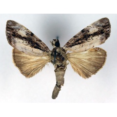 /filer/webapps/moths/media/images/A/albicans_Tachosa_HT_RMCA_03.jpg