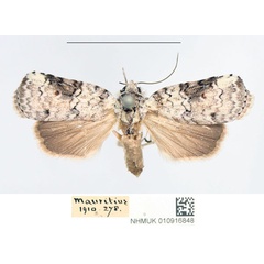 /filer/webapps/moths/media/images/M/mauritia_Nycteola_AF_NHMUK.jpg