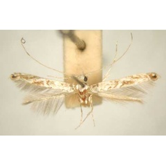 /filer/webapps/moths/media/images/M/mixograpta_Stomphastis_PT_TMSA6036.jpg