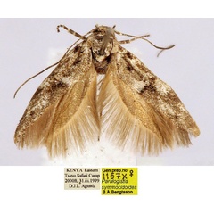 /filer/webapps/moths/media/images/S/symmocidoides_Paralogistis_PT_BMNH_STH23Kn.jpg