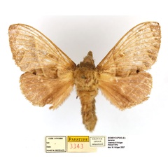 /filer/webapps/moths/media/images/K/kenema_Bombycopsis_PTF_MNHN.jpg