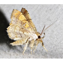 /filer/webapps/moths/media/images/V/vicaria_Egnasia_A_Braun_19.jpg