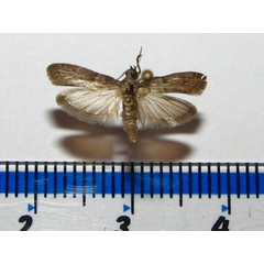/filer/webapps/moths/media/images/C/cautella_Cadra_A_Goff_GM.jpg