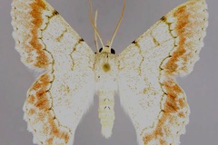 Pingasa rhadamaria signifrontaria
