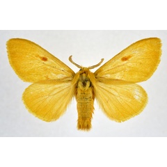/filer/webapps/moths/media/images/E/erythropoecila_Euproctis_AF_NHMO.jpg
