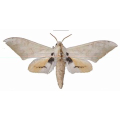 /filer/webapps/moths/media/images/D/diana_Pseudoclanis_AM_MfNa.jpg