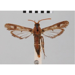 /filer/webapps/moths/media/images/M/monozona_Synanthedon_HT_BMNH.jpg