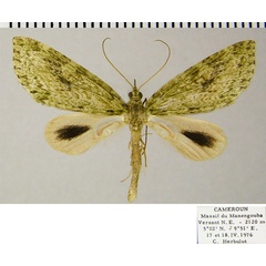 /filer/webapps/moths/media/images/S/spectabilis_Protosteira_AM_ZSMa.jpg