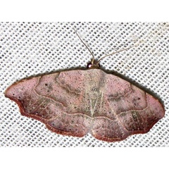 /filer/webapps/moths/media/images/D/drepanodes_Cautatha_A_Braun_06.jpg