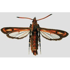 /filer/webapps/moths/media/images/H/hombergi_Rodolphia_HT_MNHN_01.jpg