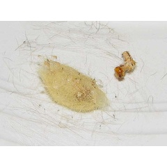 /filer/webapps/moths/media/images/M/mixta_Bracharoa_P_Goff_04.jpg