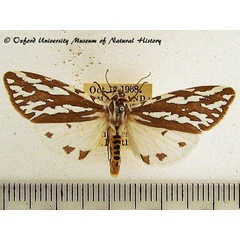 /filer/webapps/moths/media/images/V/vocula_Paralacydes_A_OUMNH_01.jpg