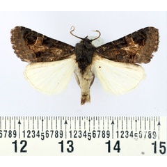 /filer/webapps/moths/media/images/B/brunneiventris_Aedia_AM_BMNH.jpg