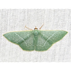 /filer/webapps/moths/media/images/O/opaca_Thalassodes_A_Braun.jpg