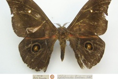 Gonimbrasia jamesoni batesi