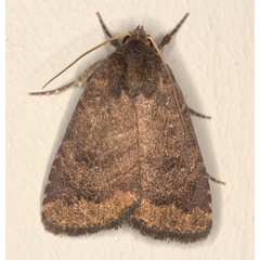 /filer/webapps/moths/media/images/F/fumicolor_Athetis_A_Heyns_01.jpg