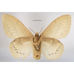 /filer/webapps/moths/media/images/J/jacchus_Philotherma_AF_MGCLb_02.jpg