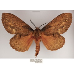 /filer/webapps/moths/media/images/C/chanleri_Metajana_AF_TMSA_02.jpg