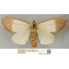 /filer/webapps/moths/media/images/C/coquereli_Coenostegia_PLTF_BMNH.jpg