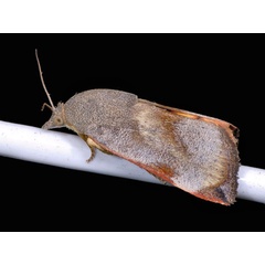 /filer/webapps/moths/media/images/P/puera_Hyblaea_A_Mazzei_01.jpg