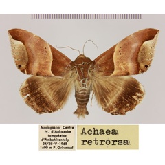 /filer/webapps/moths/media/images/R/retrorsa_Achaea_AM_MNHN.jpg