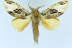 Tricholoba atriclathrata