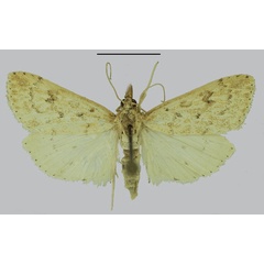 /filer/webapps/moths/media/images/N/namaquana_Udea_PTF_SDEI.jpg