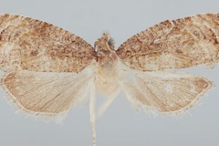Gibbalaria occidentana