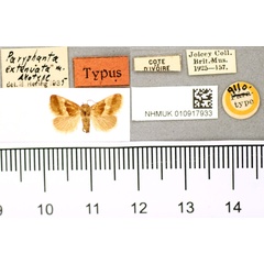 /filer/webapps/moths/media/images/E/extenuata_Paryphanta_AT_BMNH.jpg