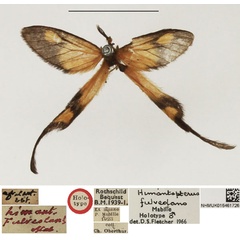 /filer/webapps/moths/media/images/F/fulveolans_Himanteropterus_HT_NHMUK.jpg