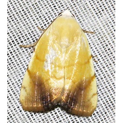 /filer/webapps/moths/media/images/A/albago_Xanthodes_A_Braun_19.jpg