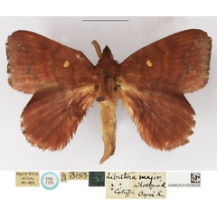 /filer/webapps/moths/media/images/M/major_Pseudolyra_STM_NHMUK.jpg