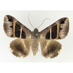 /filer/webapps/moths/media/images/C/congenita_Grammodes_AM_TMSA_01.jpg