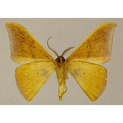 /filer/webapps/moths/media/images/A/angularis_Hypocoela_PTM_ZSMb.jpg