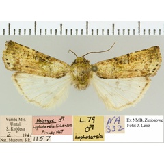 /filer/webapps/moths/media/images/L/lichenosa_Lophotarsia_HT_NMB.jpg