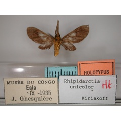 /filer/webapps/moths/media/images/U/unicolor_Rhipidarctia_HT_RMCA_02.jpg