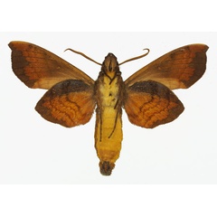 /filer/webapps/moths/media/images/B/butleri_Hypaedalea_AM_Basquin_01b.jpg