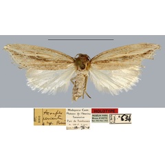 /filer/webapps/moths/media/images/P/peracuta_Acrapex_HT_MNHN.jpg