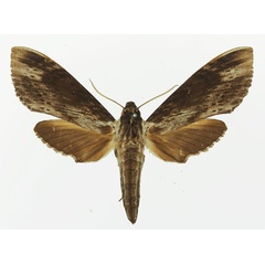 /filer/webapps/moths/media/images/O/oegrapha_Lomocyma_AF_Basquin.jpg