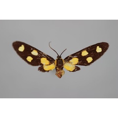 /filer/webapps/moths/media/images/A/agatha_Maculonaclia_HT_BMNH.jpg