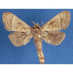 /filer/webapps/moths/media/images/O/odzalaensis_Haberlandia_PTF_MWM_bPLbRfU.jpg