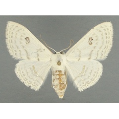 /filer/webapps/moths/media/images/C/centrophora_Somatina_AF_TMSA.jpg