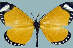Aletis erici erici