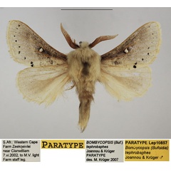 /filer/webapps/moths/media/images/T/tephrobaphes_Bombycopsis_PTM_TMSA_02.jpg