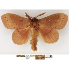/filer/webapps/moths/media/images/R/rosa_Trabala_STM_NHMUK.jpg