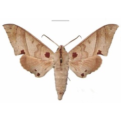 /filer/webapps/moths/media/images/C/carteri_Polyptychus_AM_EMEM.jpg