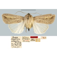 /filer/webapps/moths/media/images/P/palaearctica_Leucania_HT_MNHN.jpg