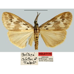 /filer/webapps/moths/media/images/C/colettae_Galtara_HT_MNHN.jpg