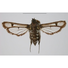 /filer/webapps/moths/media/images/V/vassei_Crinipus_AF_TMSA_7NHNRWT.jpg